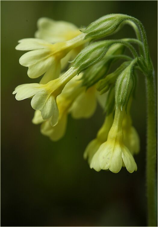 Schlüsselblume (Primula)