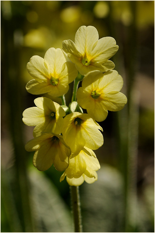 Schlüsselblume (Primula)