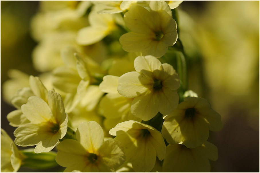 Schlüsselblume (Primula)