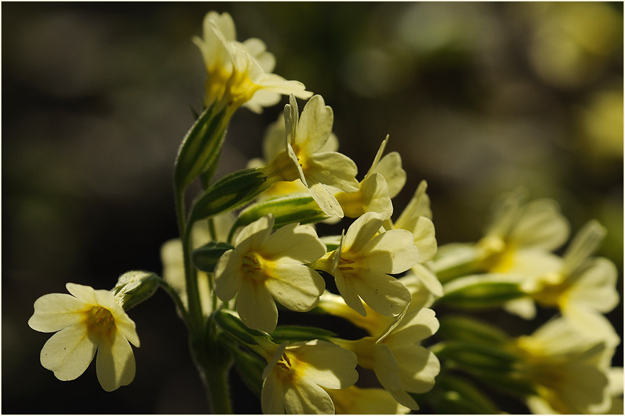 Schlüsselblume (Primula)