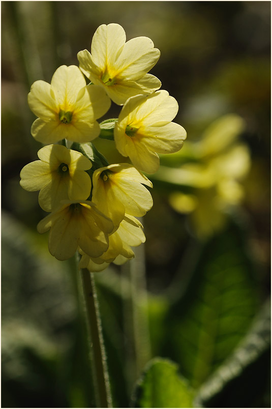 Schlüsselblume (Primula)