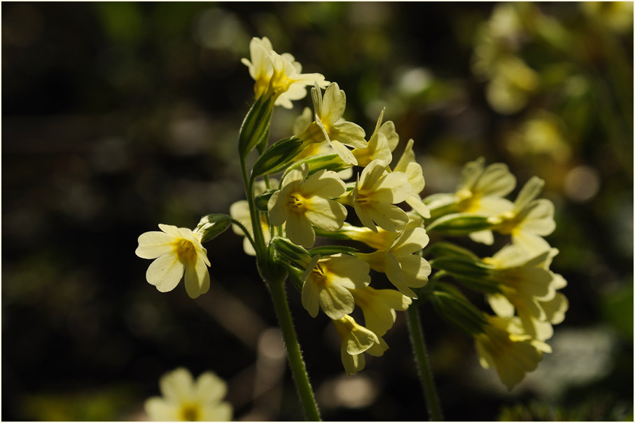 Schlüsselblume (Primula)