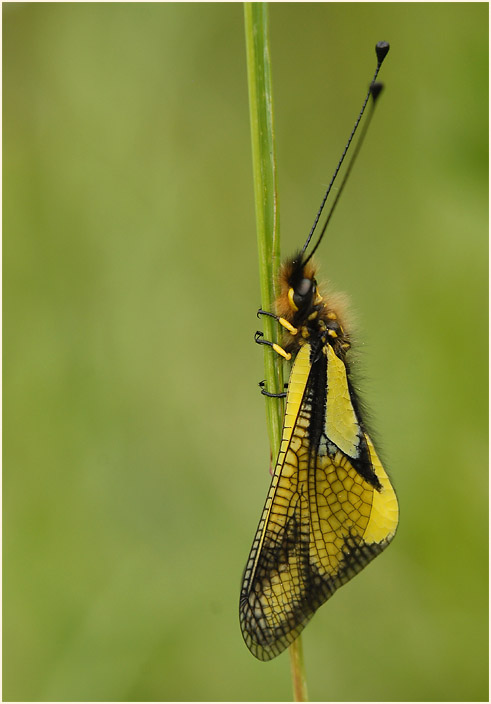Libellen-Schmetterlingshaft (Libelloides coccajus)