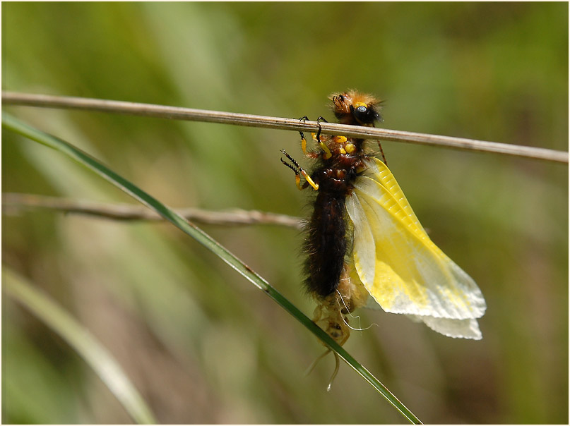 Libellen-Schmetterlingshaft (Libelloides coccajus)