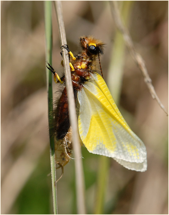 Libellen-Schmetterlingshaft (Libelloides coccajus)