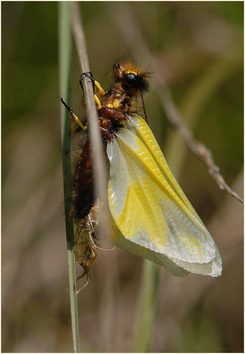 Libellen-Schmetterlingshaft (Libelloides coccajus)