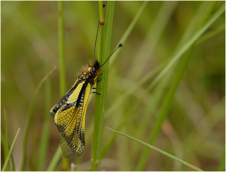 Libellen-Schmetterlingshaft (Libelloides coccajus)