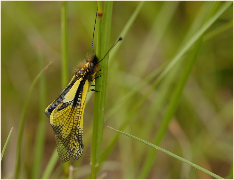 Libellen-Schmetterlingshaft (Libelloides coccajus)