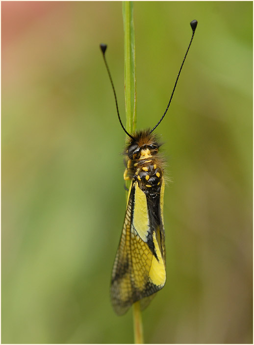 Libellen-Schmetterlingshaft (Libelloides coccajus)