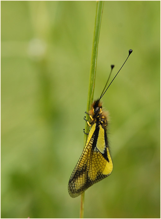 Libellen-Schmetterlingshaft (Libelloides coccajus)