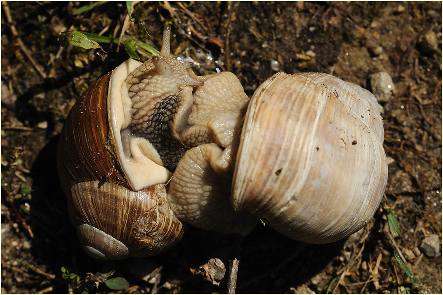 Weinbergschnecke