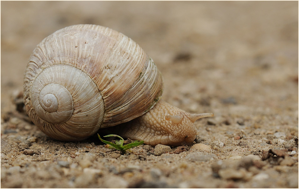 Weinbergschnecke