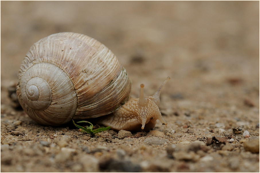 Weinbergschnecke