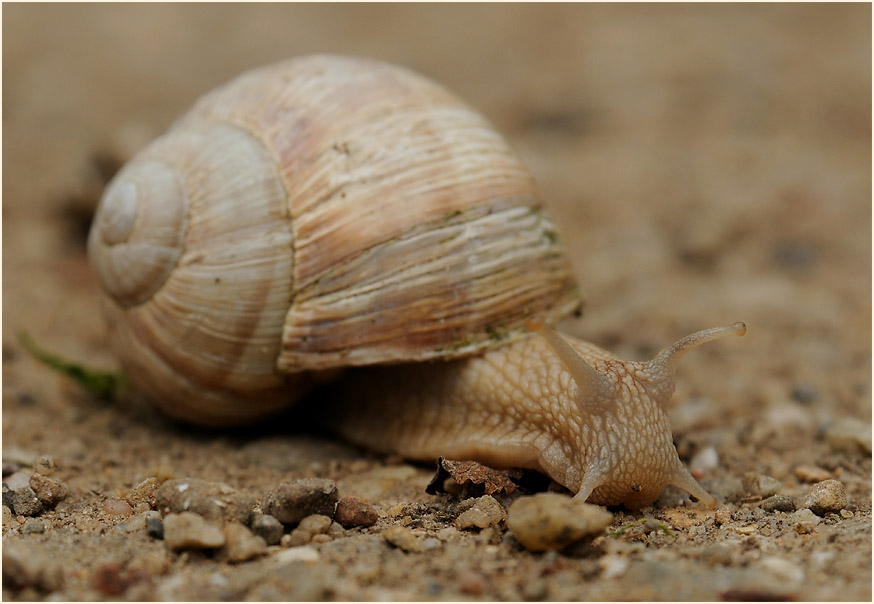 Weinbergschnecke