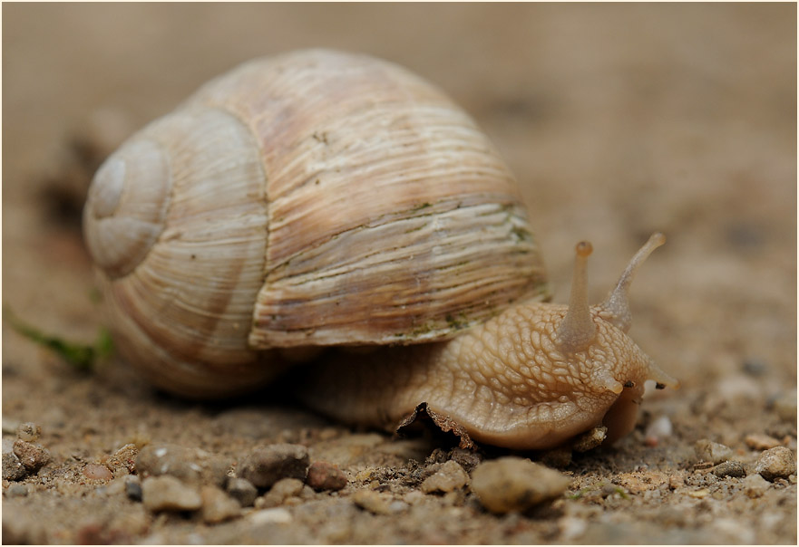 Weinbergschnecke