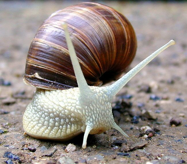 Schnecke