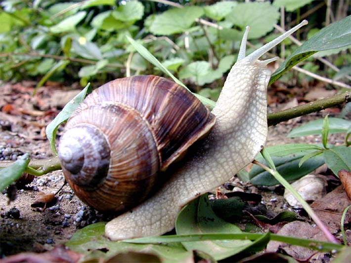 Schnecke