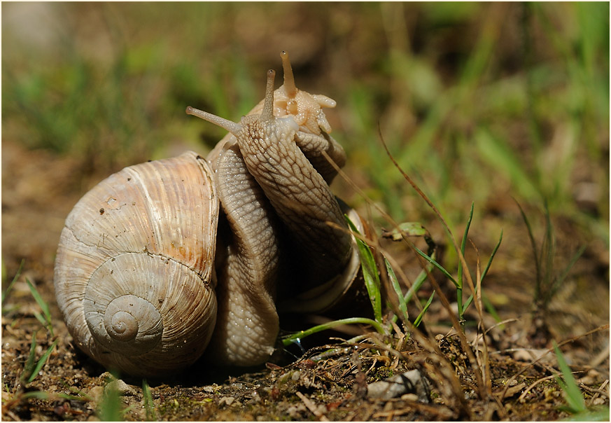 Weinbergschnecke