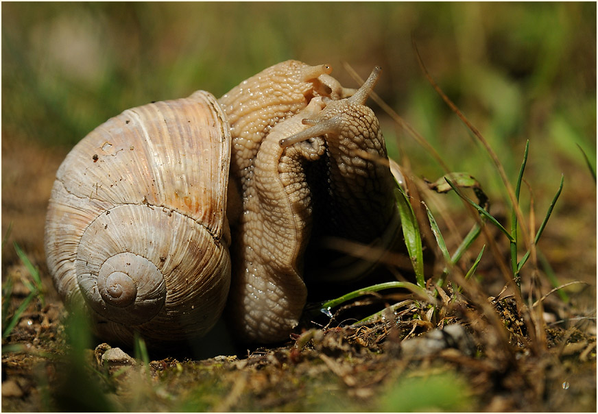 Weinbergschnecke