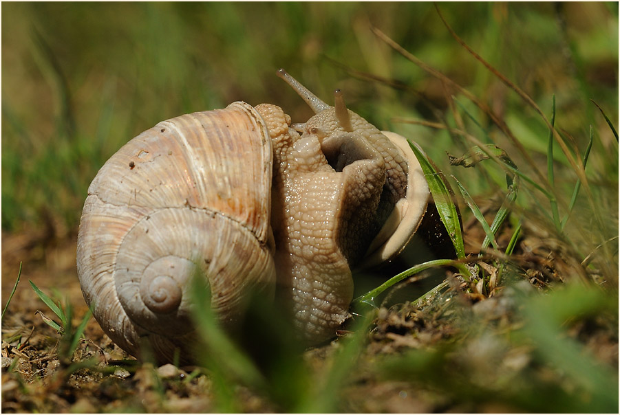 Weinbergschnecke
