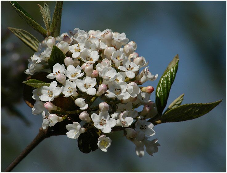 Schneeball (Viburnum)