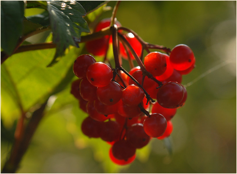 Schneeball (Viburnum)