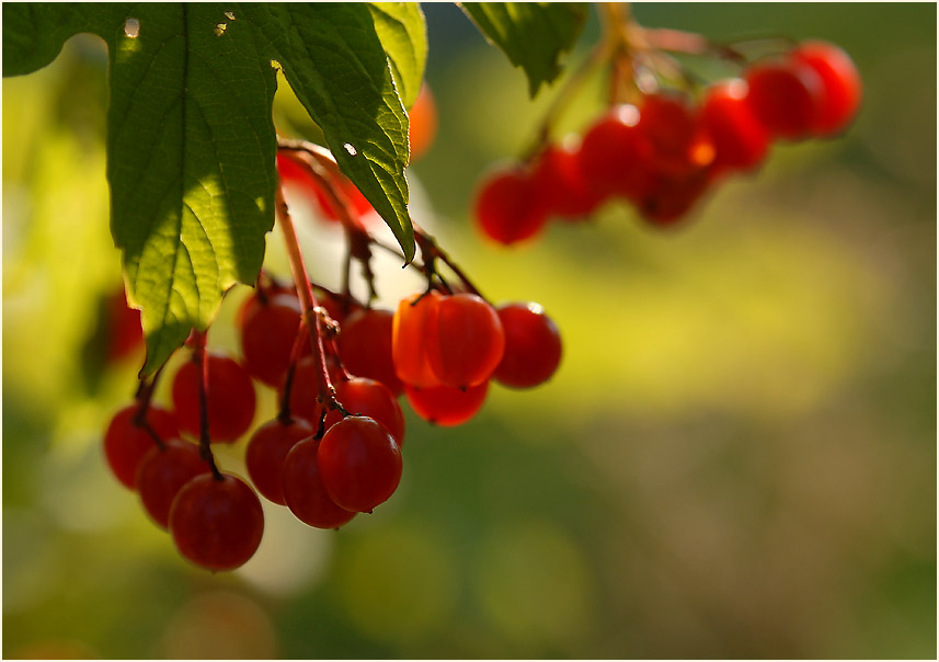 Schneeball (Viburnum)