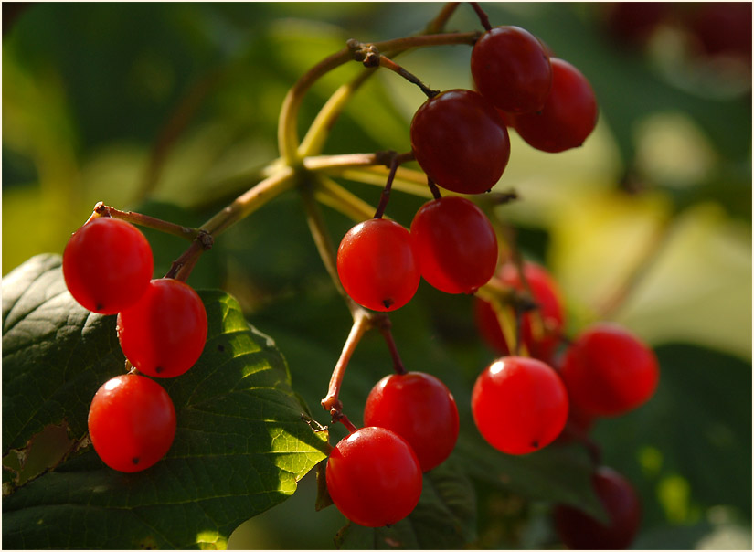 Schneeball (Viburnum)