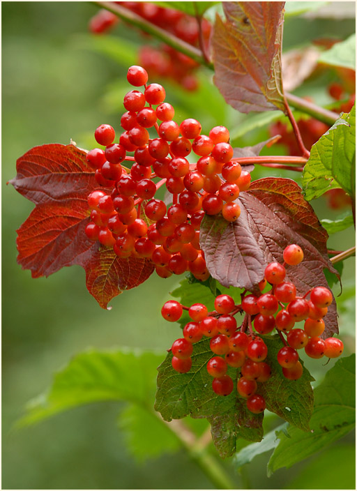 Schneeball (Viburnum)