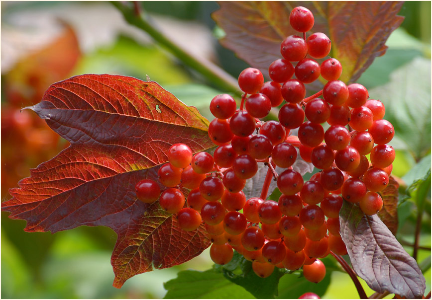 Schneeball (Viburnum)