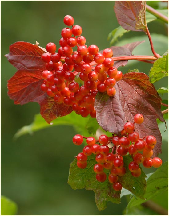 Schneeball (Viburnum)