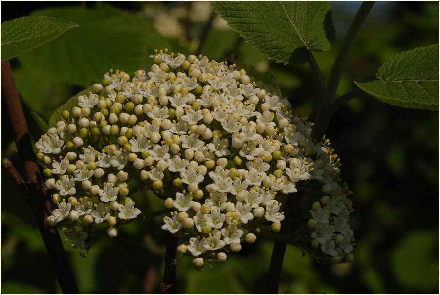 Schneeball (Viburnum)