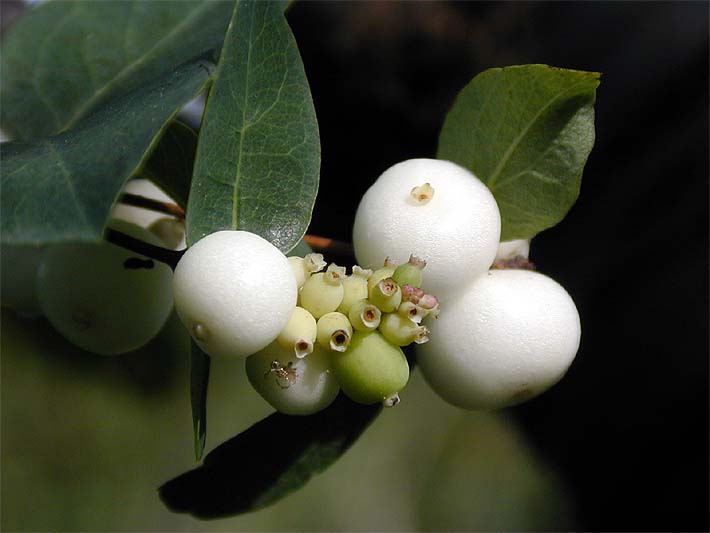 Schneebeere (Symphoricarpos albus)