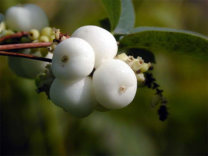 Schneebeere (Symphoricarpos albus)