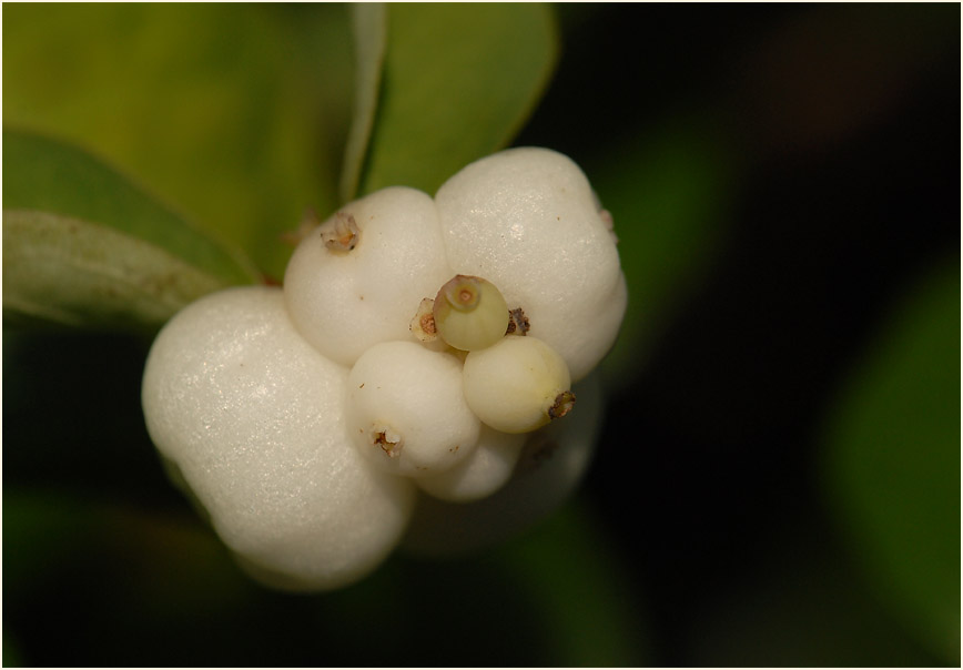 Schneebeere (Symphoricarpos albus)