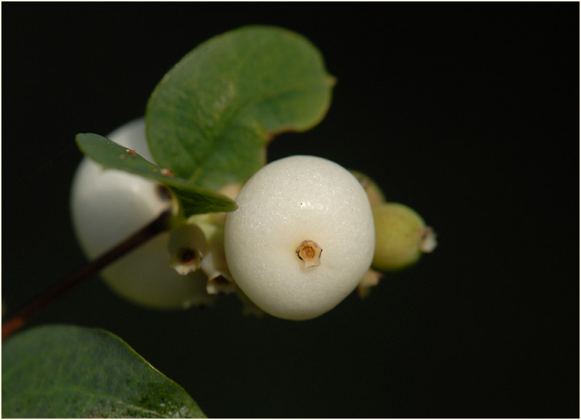 Schneebeere (Symphoricarpos albus)