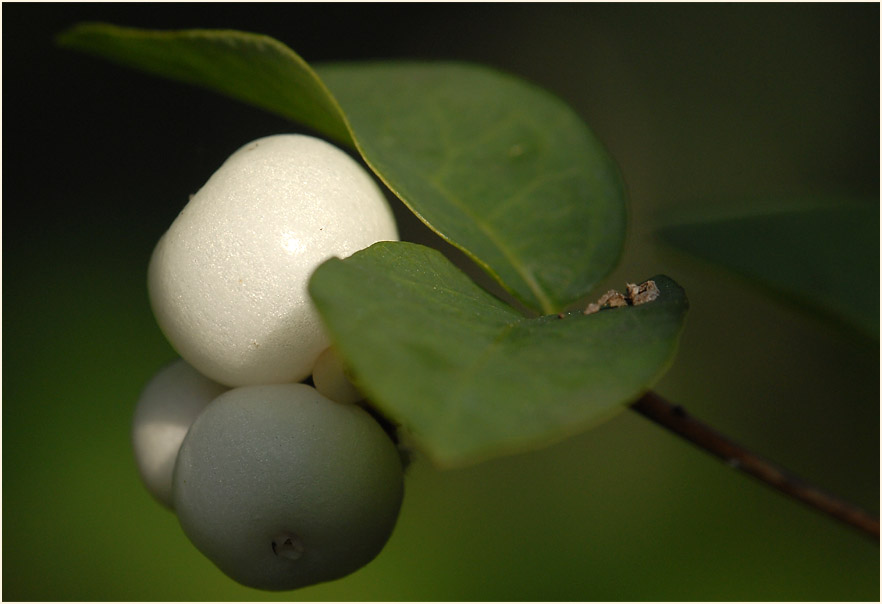 Schneebeere (Symphoricarpos albus)