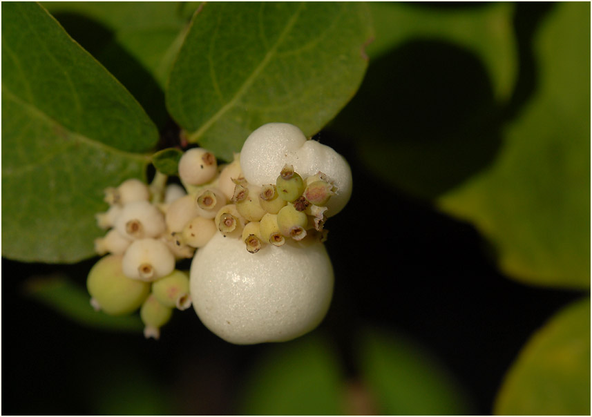 Schneebeere (Symphoricarpos albus)