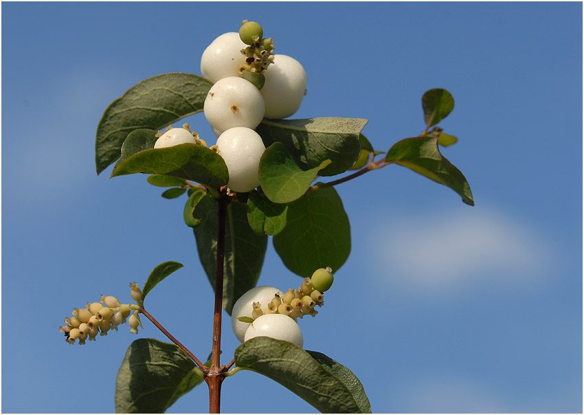 Schneebeere (Symphoricarpos albus)