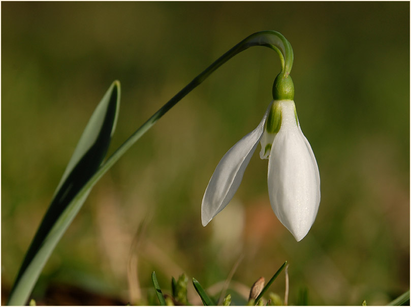 Schneeglöckchen (Galanthus nivalis)