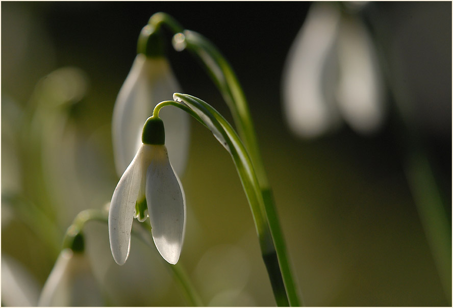 Schneeglöckchen (Galanthus nivalis)