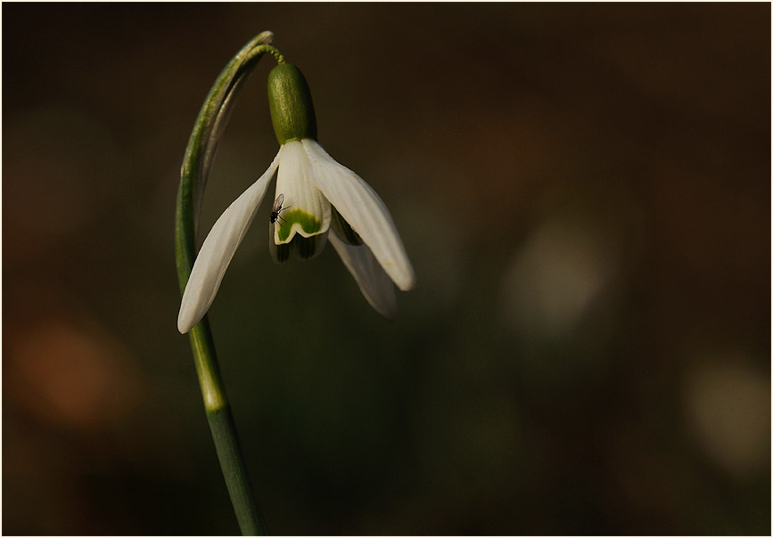 Schneeglöckchen (Galanthus nivalis)