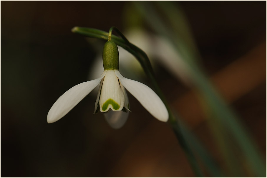 Schneeglöckchen (Galanthus nivalis)