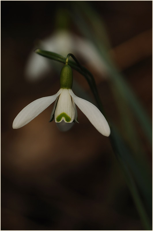 Schneeglöckchen (Galanthus nivalis)