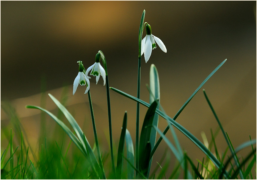 Schneeglöckchen (Galanthus nivalis)