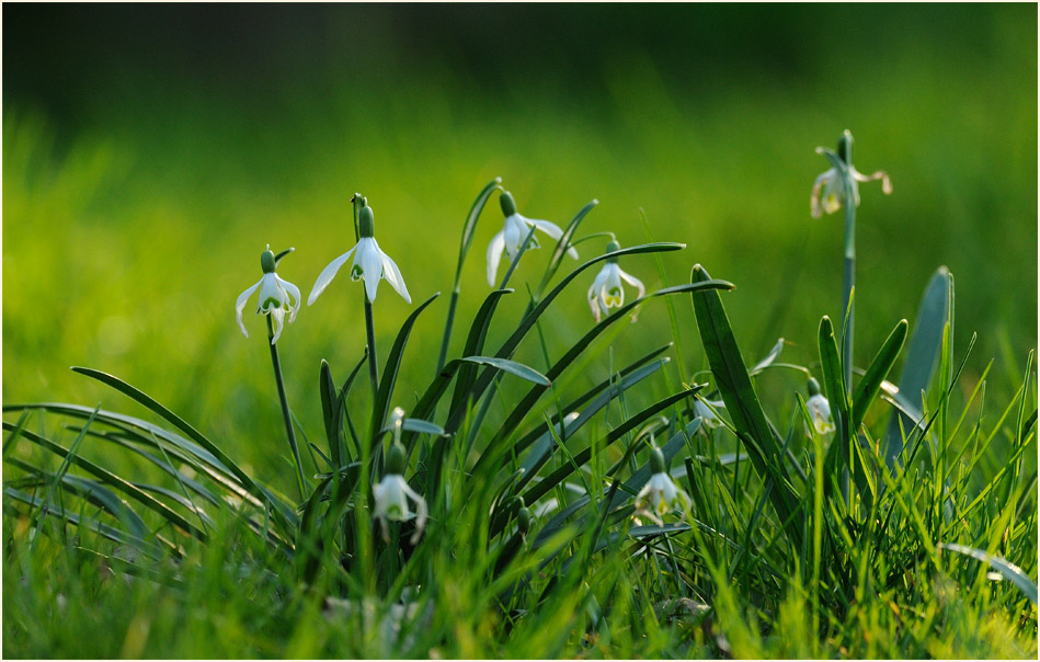 Schneeglöckchen (Galanthus nivalis)