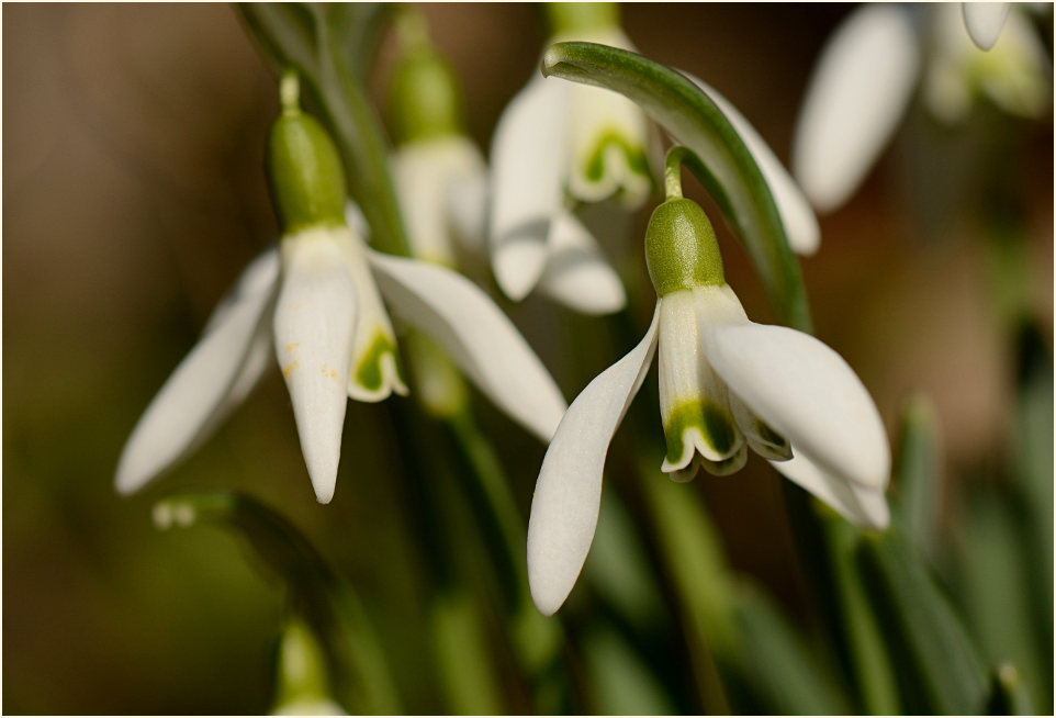 Schneeglöckchen (Galanthus nivalis)