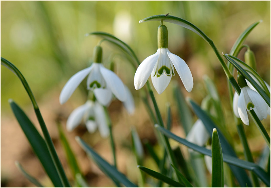 Schneeglöckchen (Galanthus nivalis)