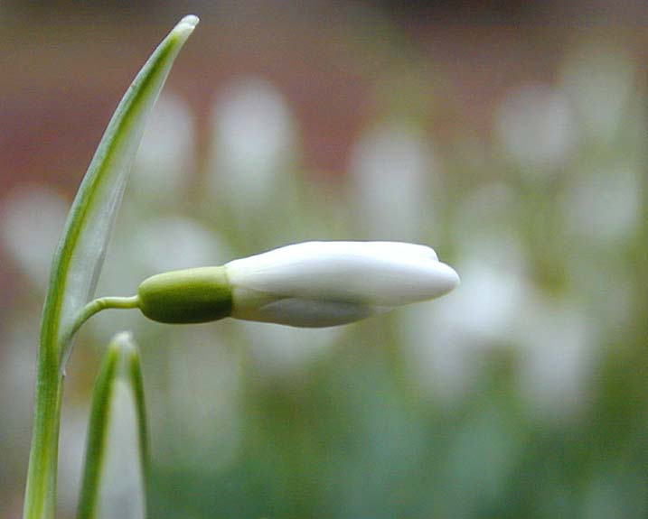 Schneeglöckchen (Galanthus nivalis)