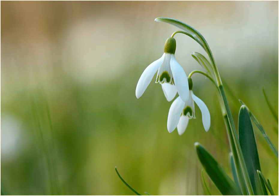 Schneeglöckchen (Galanthus nivalis)